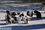 Poesjes en katten bij het Asklepion | Eiland Kos | Griekenland foto 1