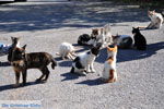 Poesjes en katten bij het Asklepion | Eiland Kos | Griekenland foto 2