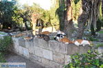 Kos stad (Kos-stad) | Eiland Kos | Griekenland foto 134